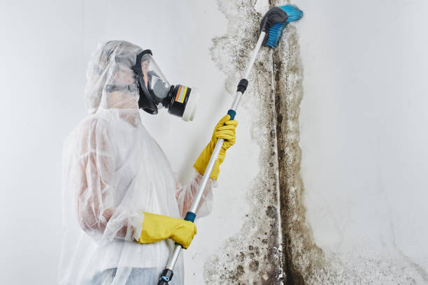 Crawl Space Mold Removal in Edmonds, WA