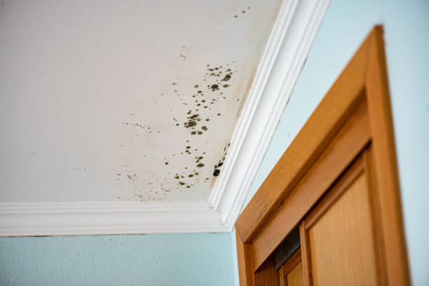 Best Mold Remediation  in Edmonds, WA