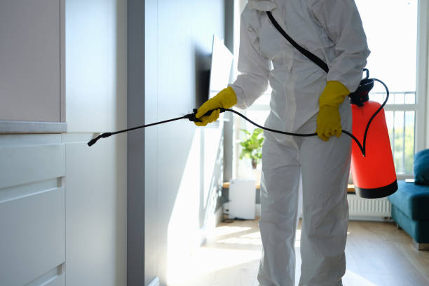 Best Black Mold Removal  in Edmonds, WA