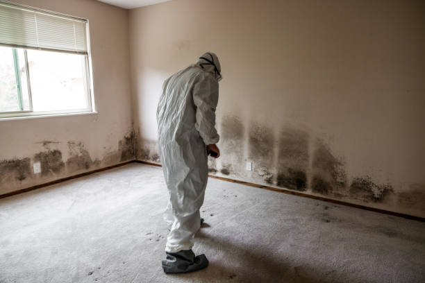 Professional Mold Removal in Edmonds, WA