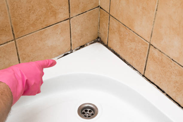 Best Fast Mold Removal  in Edmonds, WA