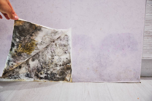 Best Same-Day Mold Removal  in Edmonds, WA